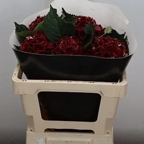 Hortensie Wax weinrot 55cm