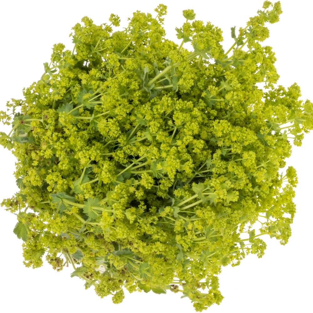 Alchemilla grün. 55cm