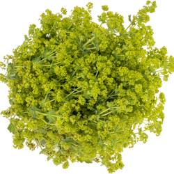 Alchemilla grün. 55cm