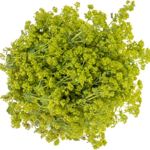 Alchemilla grün. 55cm