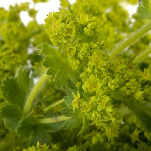 Alchemilla grün. 55cm