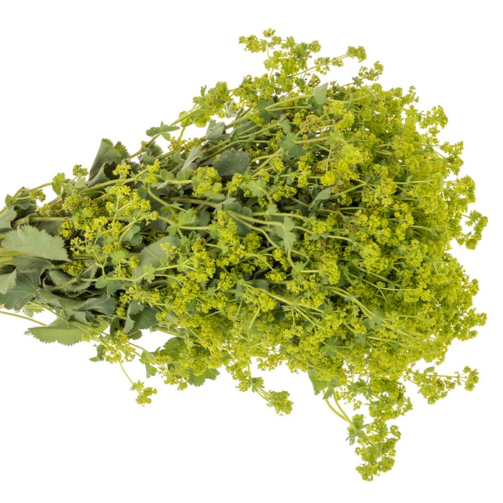 Alchemilla grün. 55cm