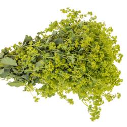 Alchemilla grün. 55cm