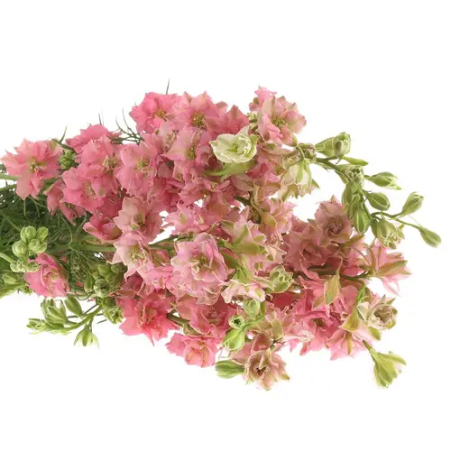 Rittersporen rosa 60cm