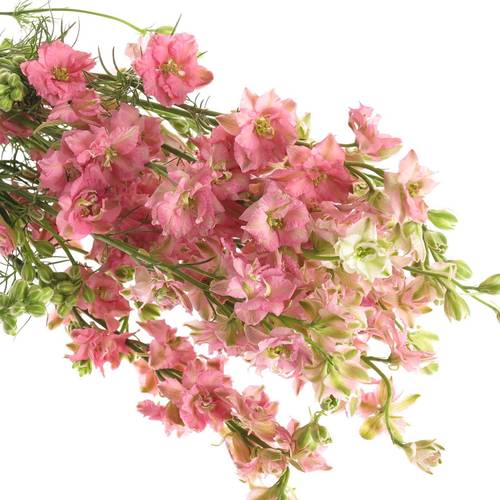 Rittersporen rosa 60cm