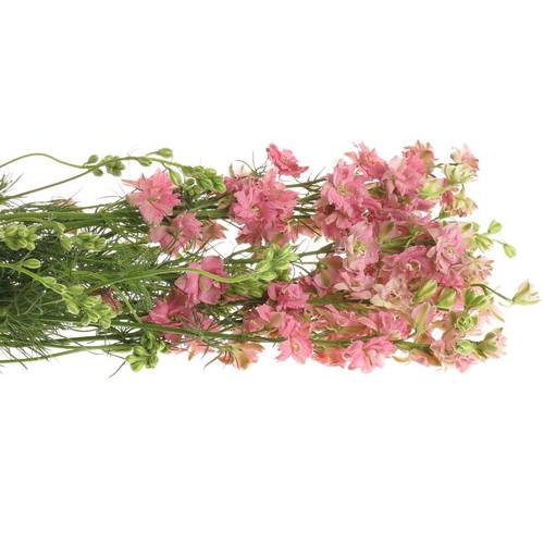 Rittersporen rosa 60cm