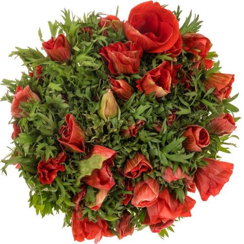 Anemone rot Israel 40cm x 50