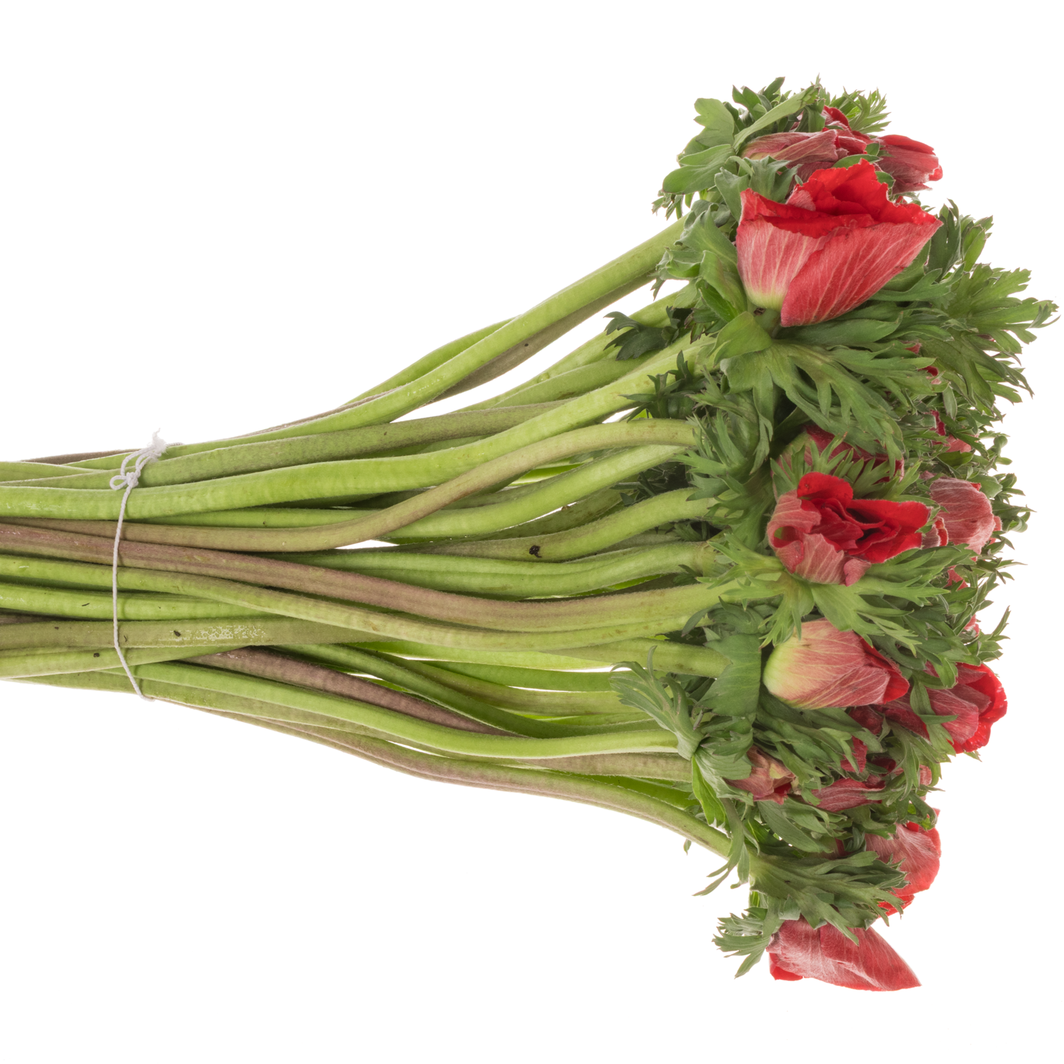 Anemone rot Israel x 50 40cm