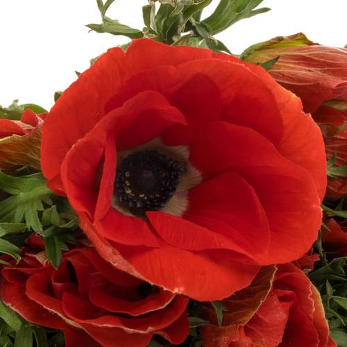 Anemone rot Israel 40cm x 50