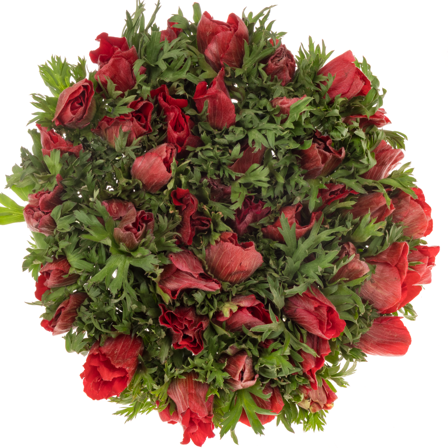 Anemone rot Israel x 50 40cm