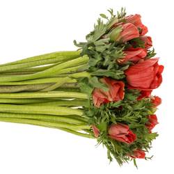 Anemone rot Israel 40cm x 50