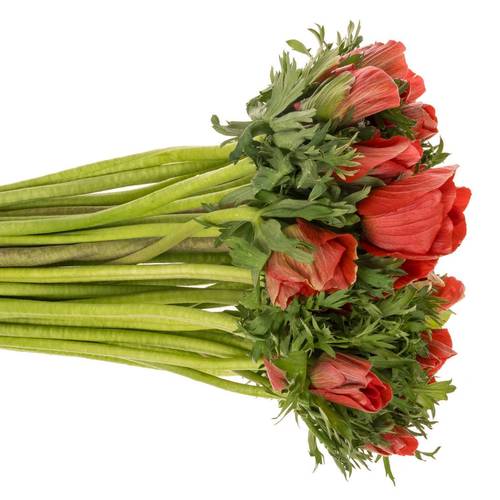 Anemone rot Israel 40cm x 50