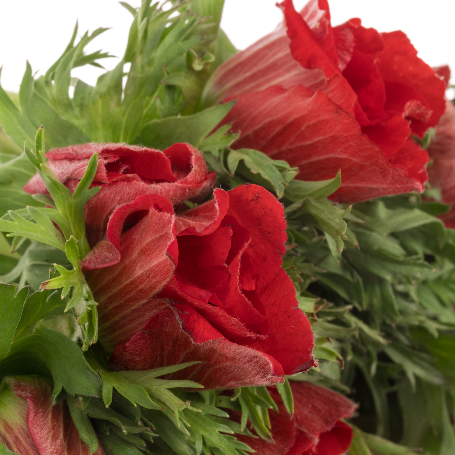 Anemone rot Israel x 50 40cm