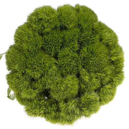 Bartnelke grün Kiwi Mellow 60cm x50