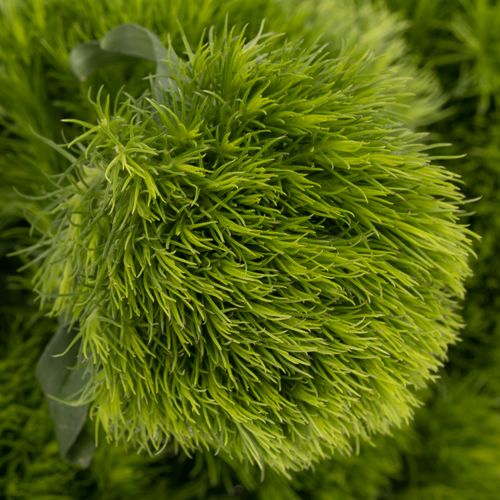 Bartnelke grün Kiwi Mellow 60cm x50