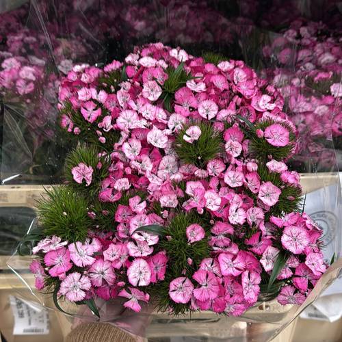 Bartnelke rosa/creme Parzival Tristan 55cm