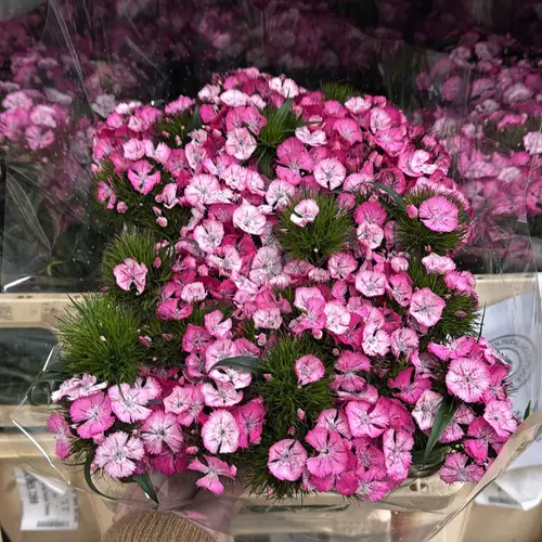 Bartnelke rosa/creme Parzival Tristan 55cm