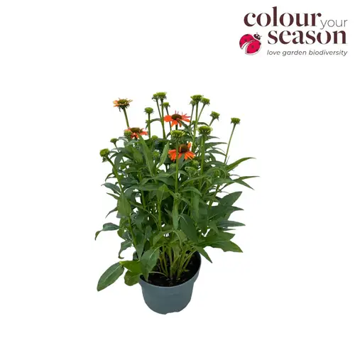 Echinacea orange Sombrero T19 H050