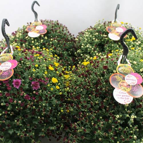 Chrys.trio Ampel T23 H040