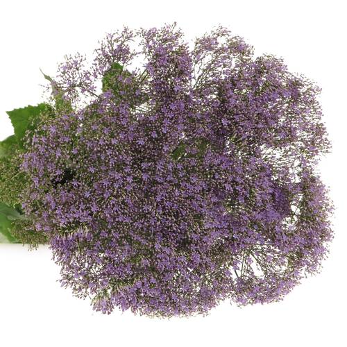 Tragelium lila/milka Corine Blue 70cm