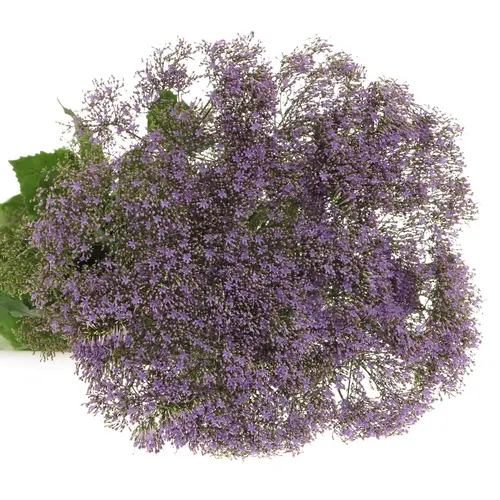 Tragelium lila/milka Corine Blue 70cm