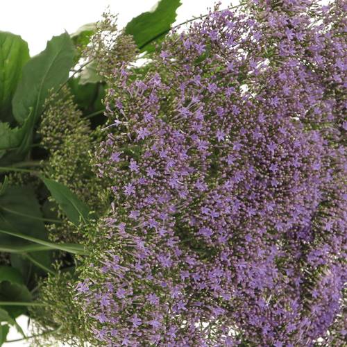 Tragelium lila/milka Corine Blue 70cm