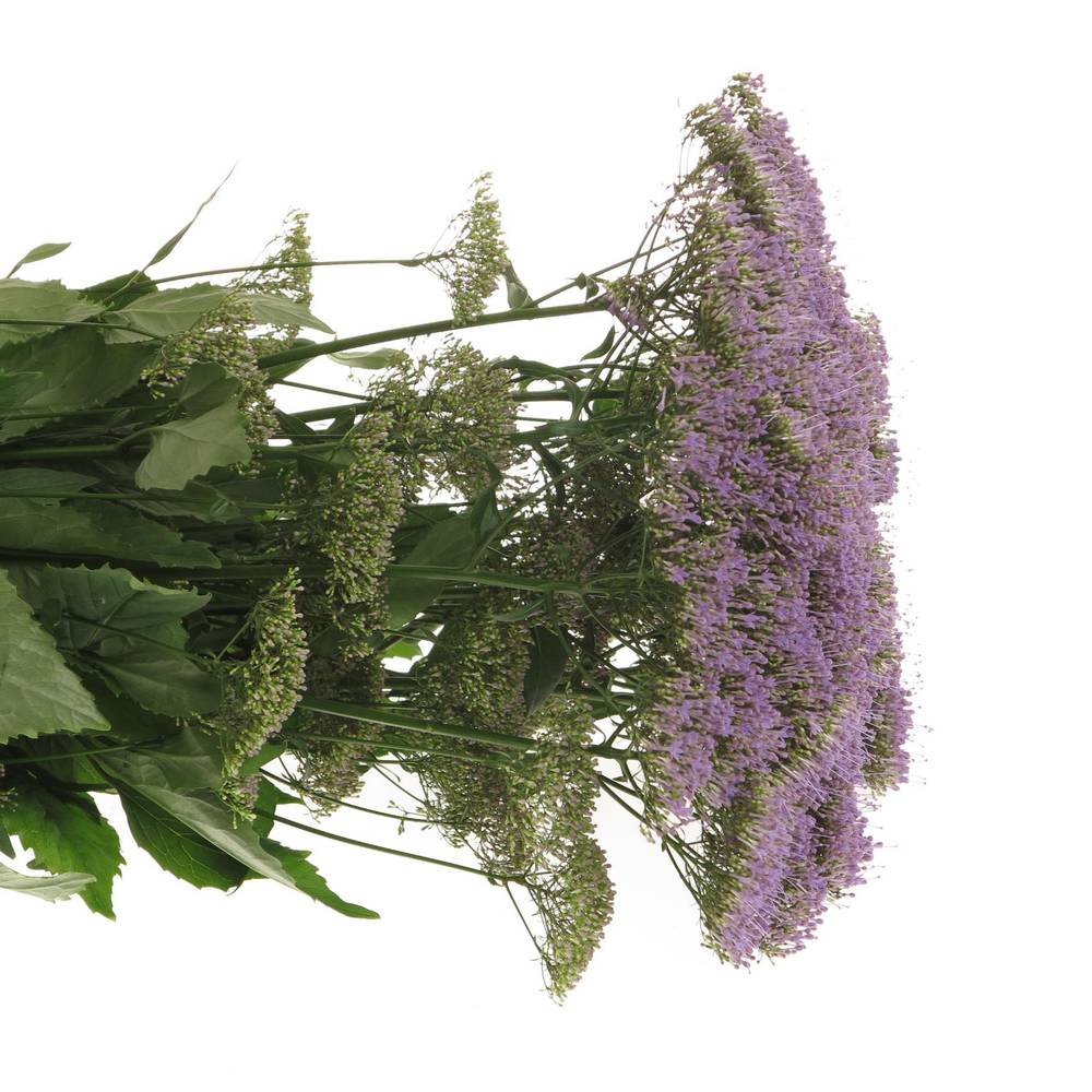 Tragelium lila/milka Corine Blue 70cm