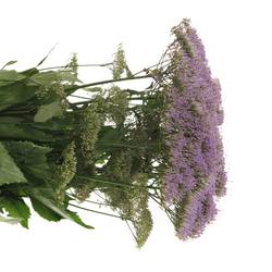 Tragelium lila/milka Corine Blue 70cm