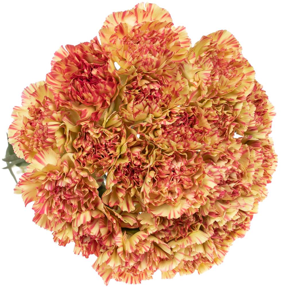 Nelke gelb/rosa Salamandr 70cm