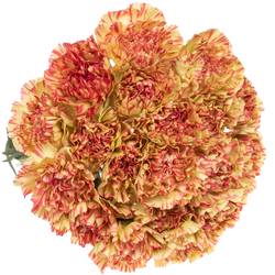 Nelke gelb/rosa Salamandr 70cm