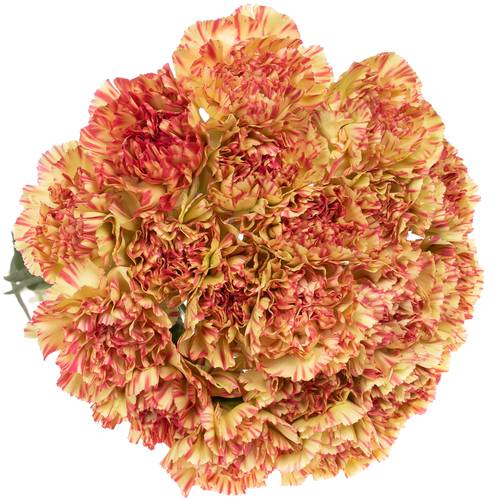 Nelke gelb/rosa Salamandr 70cm
