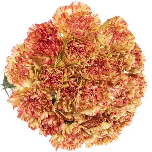 Nelke gelb/rosa Salamandr 70cm