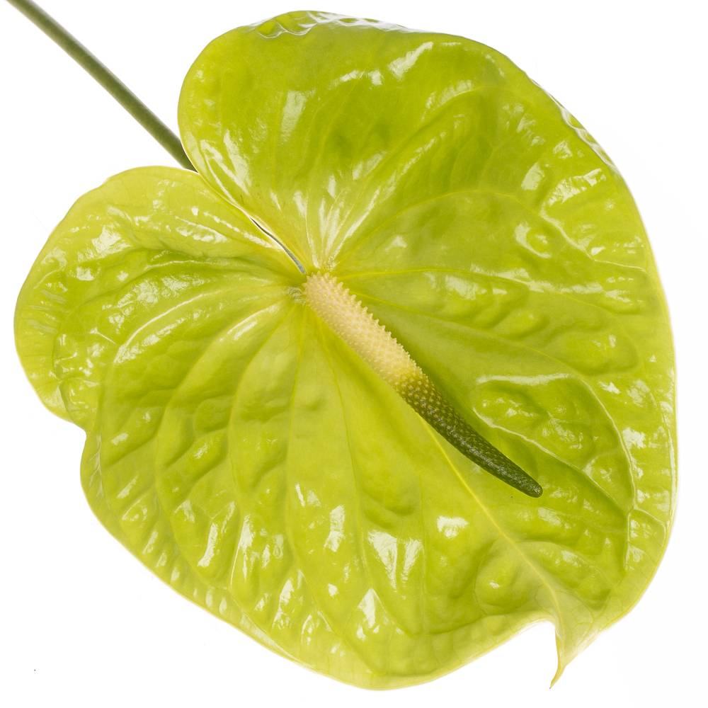 Anthurium grün Midori Blüte 13cm
