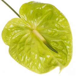 Anthurium grün Midori Blüte 13cm