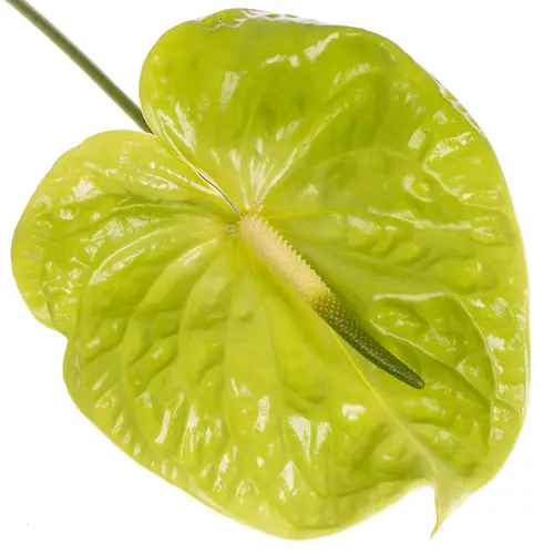 Anthurium grün Midori Blüte 13cm