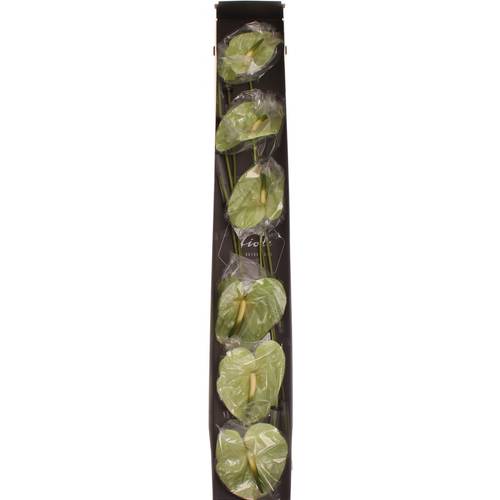Anthurium grün Midori Blüte 13cm