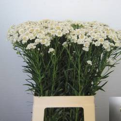 Achillea weiss Dutch Delight 65cm