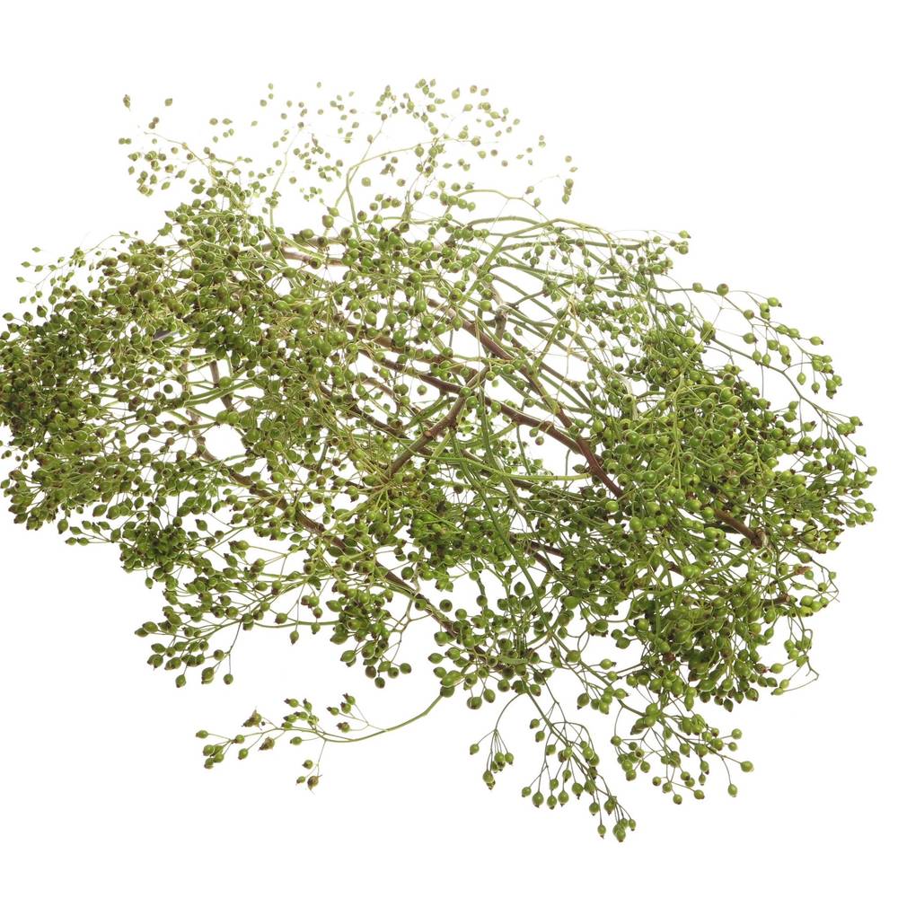 Hagebutte grün Corallo Ohne Dorn 90cm