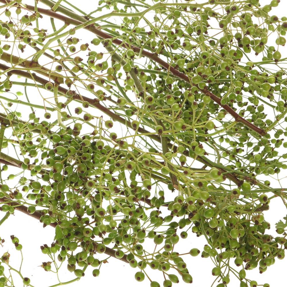 Hagebutte grün Corallo Ohne Dorn 90cm