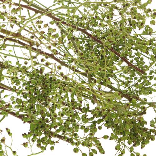 Hagebutte grün Corallo Ohne Dorn 90cm