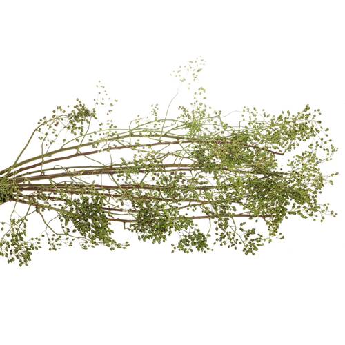 Hagebutte grün Corallo Ohne Dorn 90cm