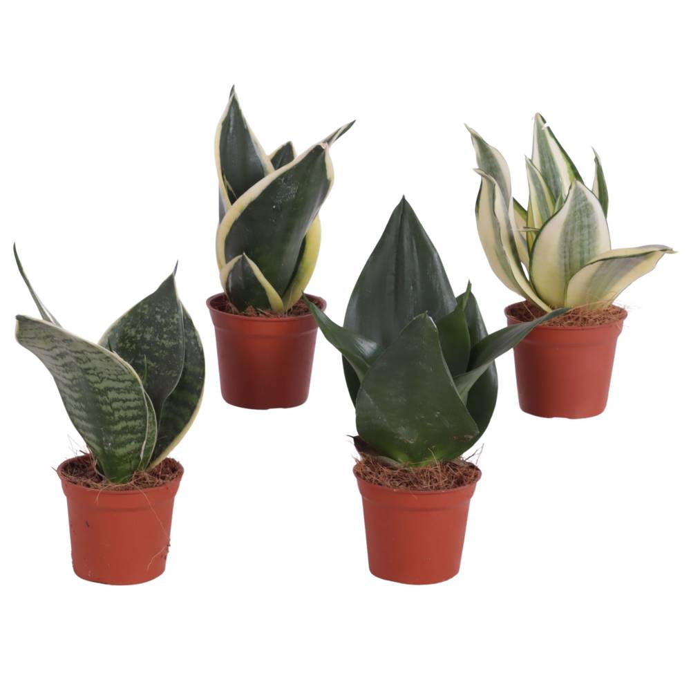 Sansevieria mix T06 H020