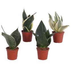 Sansevieria mix T06 H020
