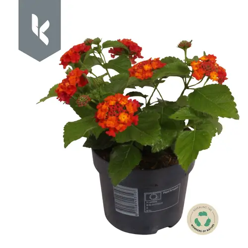 Lantana rot T12 H030