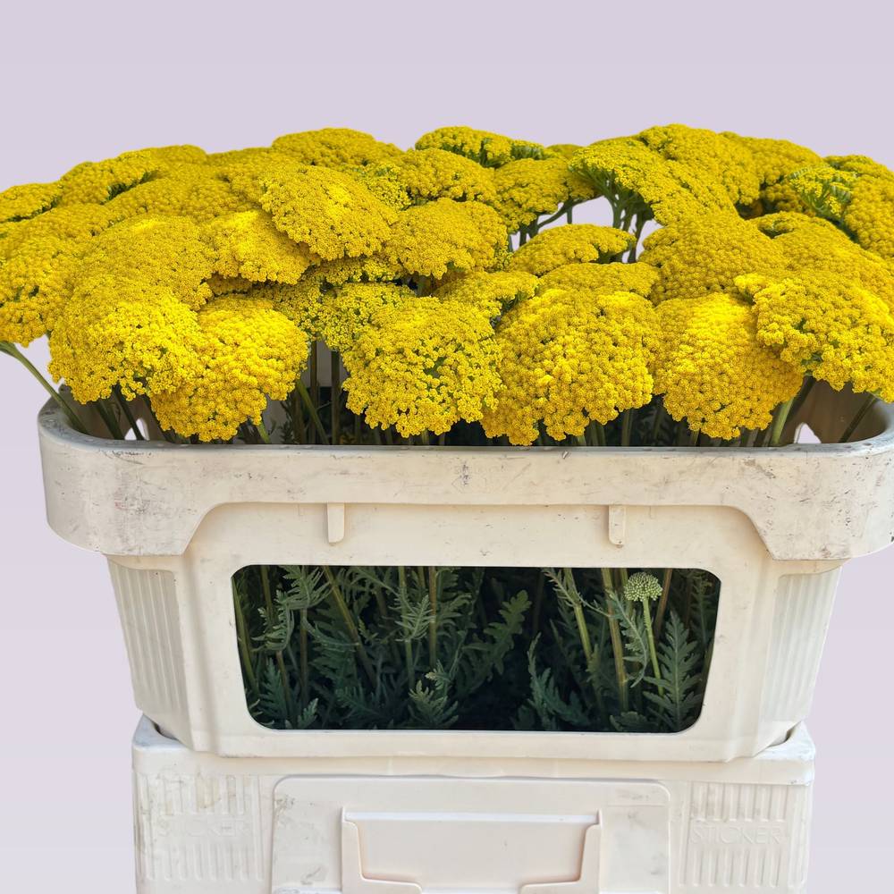 Achillea gelb Parker 65cm