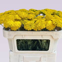 Achillea gelb Parker 65cm