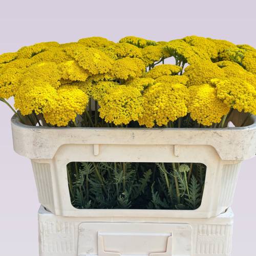 Achillea gelb Parker 65cm