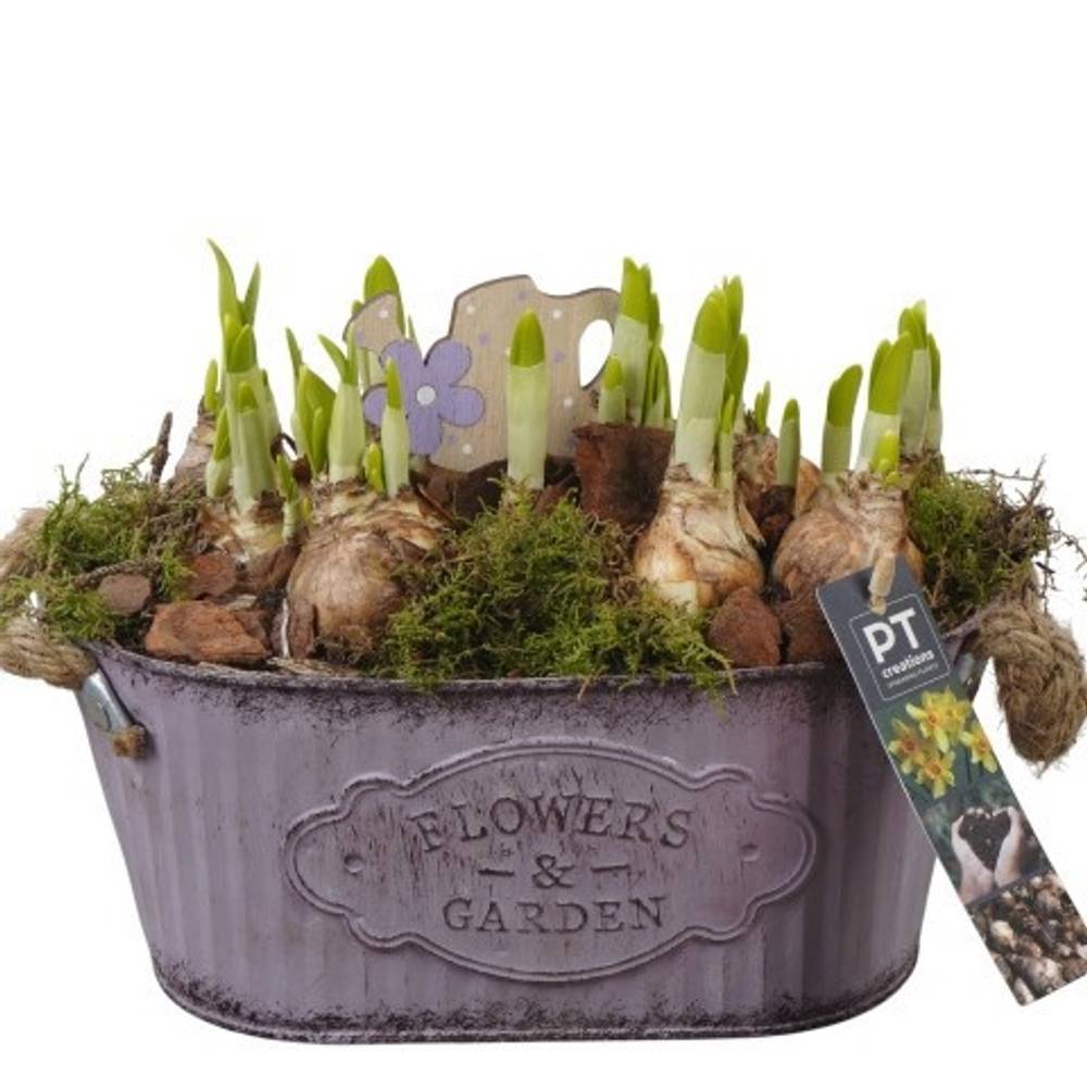 Narzis.Arr PTN8576 T24 H020