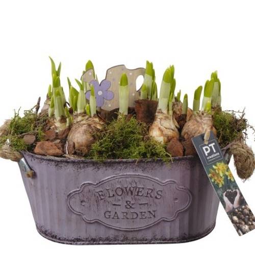 Narzis.Arr PTN8576 T24 H020