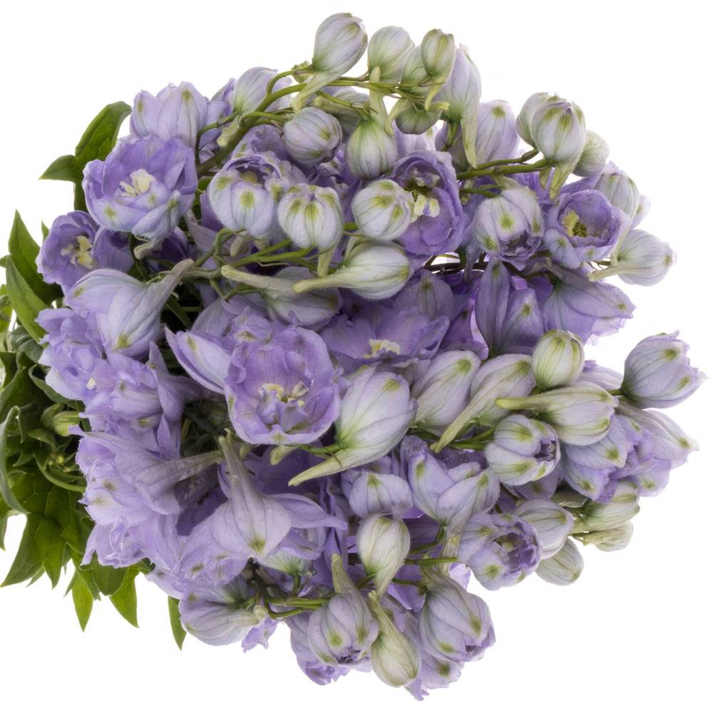 Delphinium milka lavendel Misty 80cm